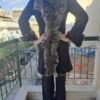 vinatge genuine sheepskin leather sued jacket black with grey fur lining